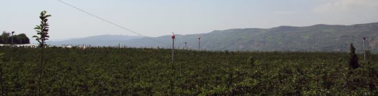 Wind Machines/Fan in a Vineyard or Orchard (FSJD-5.5)